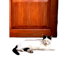 A Black And White Cat Relaxing On A Stone Step In Front Of A Wooden Door. 13238 - Cat PNG image with transparent background